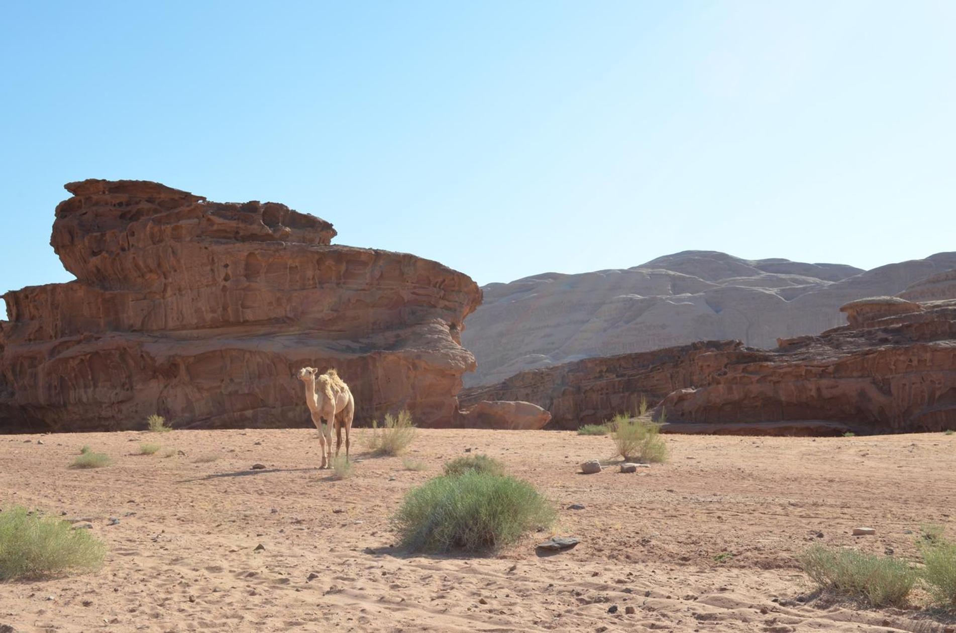 Wadi Rum Mundo Camp Άκαμπα Εξωτερικό φωτογραφία